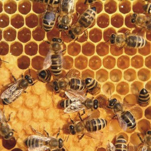 Изделия для пчеловодства