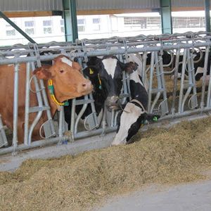 Обслуживание животноводческих ферм
