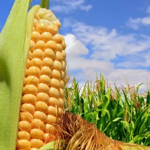 Производство кукурузы