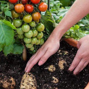 Выращивание овощей открытого грунта
