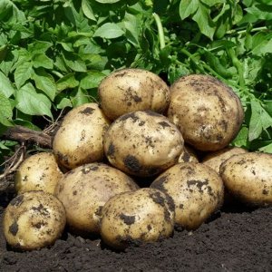 Производитель картофеля