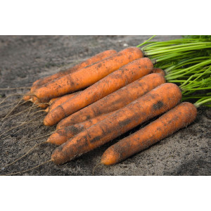 Производитель моркови