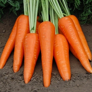 Купить морковь