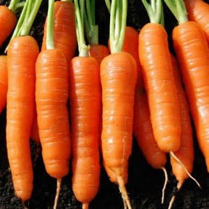 Выращивание моркови
