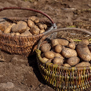 Заготовка сельхозпродукции