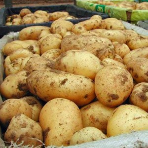 Выращивание картофеля сортового