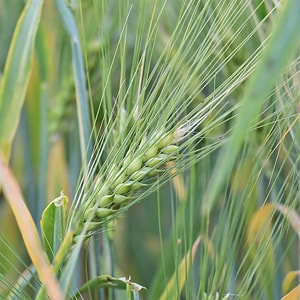 Выращивание зерновых и зернобобовых культур