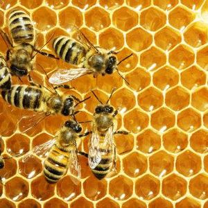 Разведение пчёл