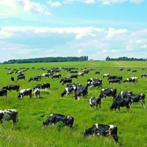 Земледелие и скотоводство