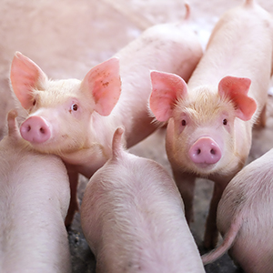 Ветеринарные препараты для свиней