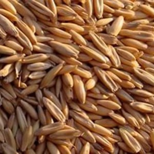 Реализация семян зерновых культур