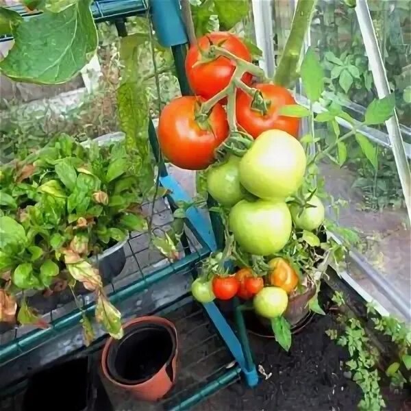 Выращивание томатов