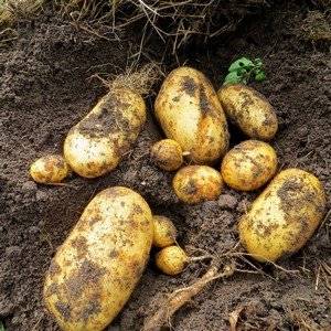 Выращивание сортового картофеля
