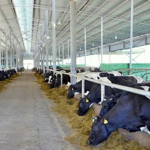 Выращивание крупного рогатого скота