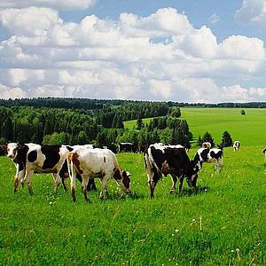 Земледелие и скотоводство