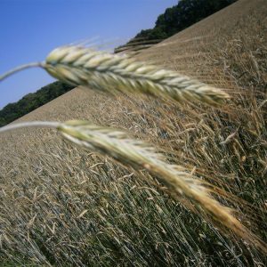 Выращивание зерна