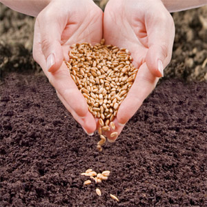 Посевной материал зерновых
