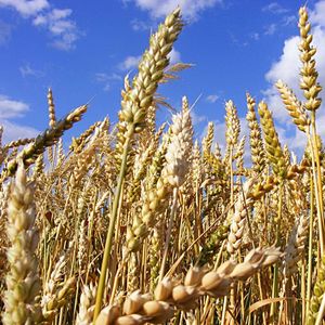 Выращивание пшеницы