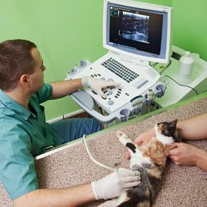 Лабораторная диагностика домашних животных
