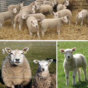 Овцы породы Голландский Тексель