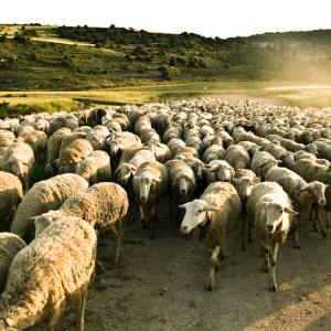 Овцы, бараны для разведения стада