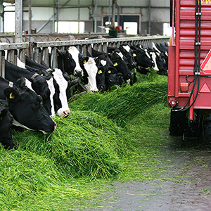 Молочно-товарные фермы