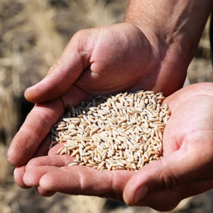 Продажа сомян зерновых культур