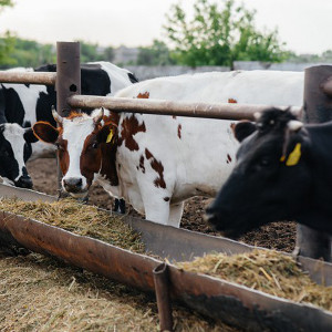 Животноводство и производство молока