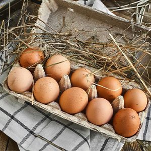 Яйцо оптом