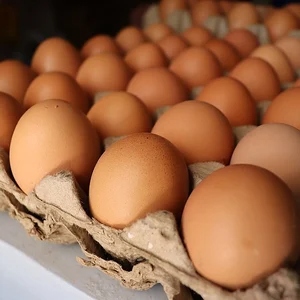 Производители яиц в РБ