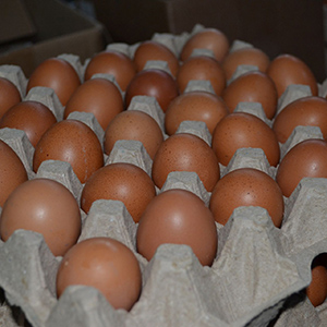 Яйцо мелкое