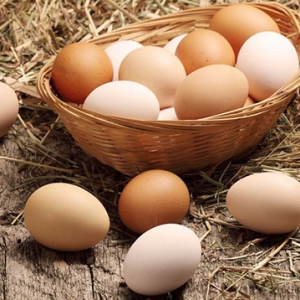 Реализация яиц