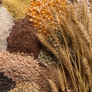 Выращивание зерновых и зернобобовых культур