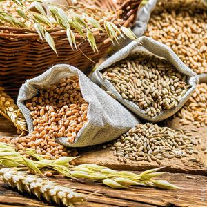 Озимые зерновые культуры
