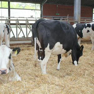 Комплекс работ на молочно-товарных фермах