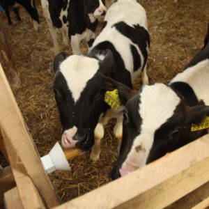 Животноводство мясо-молочного направления
