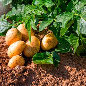Выращивание и реализация картофеля