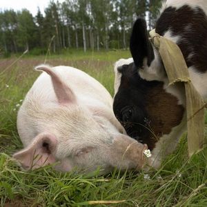 Животноводство свиноводство