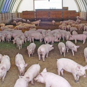 Животноводство свиноводство