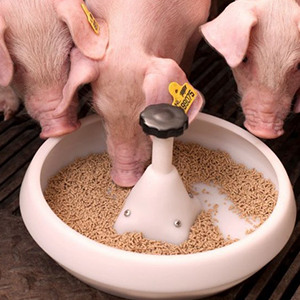 Комбикорма для свиней
