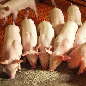 Комбикорм для свиней из сырья изготовителя