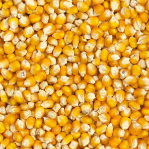 Cемена кукурузы KWS