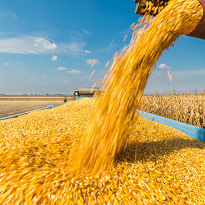 Производство кукурузы