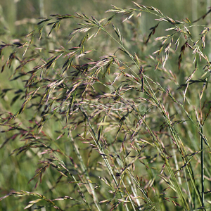 Семена многолетних и однолетних трав