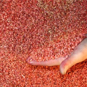 Протравливание семян