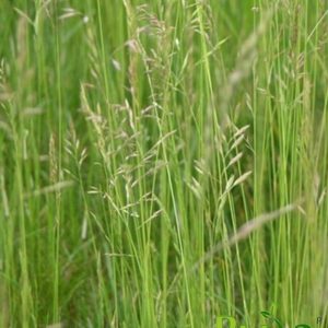 Овсяница луговая