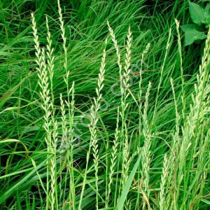 Райграс однолетний