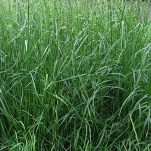 Фестулолиум (райграсо-овсяный гибрид)