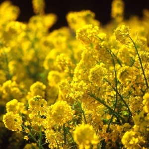 Сурепица озимая