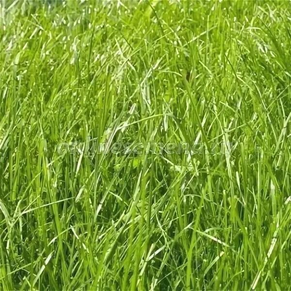 Мятлик луговой сорт BALIN (Дания)